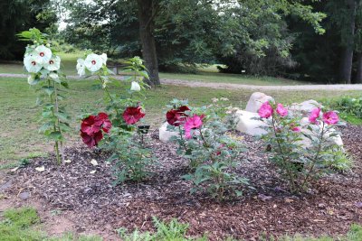 Hibiscus moscheutos 'Summerific Berry Awesome', Hibiscus moscheutos 'Old Yella', Hibiscus moscheutos 'Robert Fleming' - ibišky bahenní - v květu
